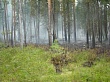 В 2016 году в Уватском районе зарегистрировано 4 лесных пожара